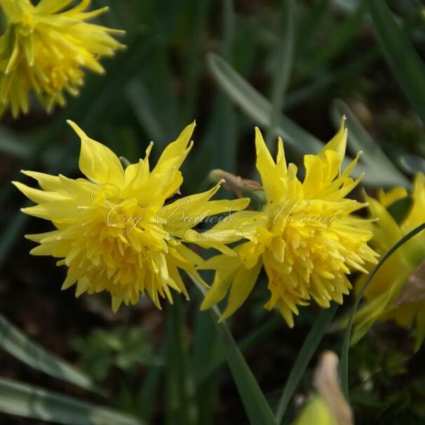 Нарцисс Рип ван Винкль (Narcissus Rip van Winkle) — фото 2