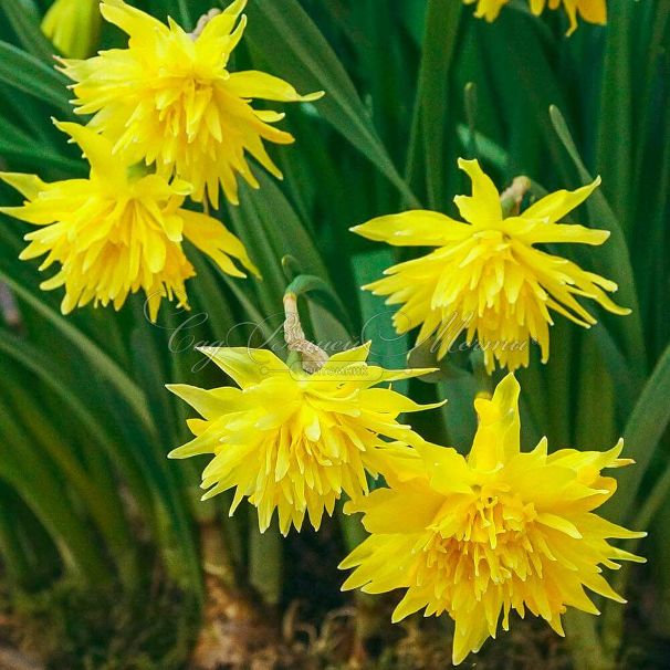 Нарцисс Рип ван Винкль (Narcissus Rip van Winkle) — фото 4