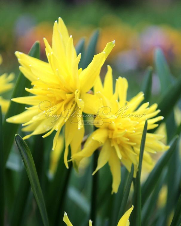 Нарцисс Рип ван Винкль (Narcissus Rip van Winkle) — фото 5