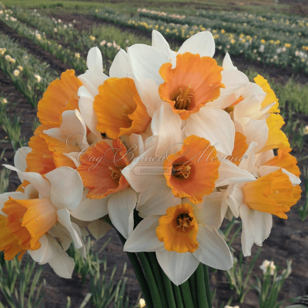 Нарцисс Саломи (Narcissus Salome) — фото 2