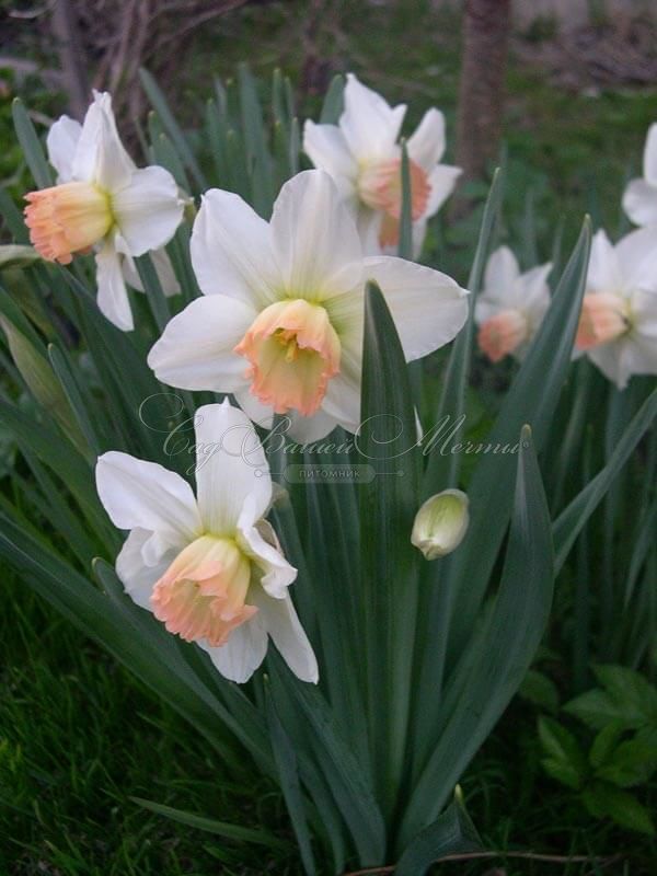 Нарцисс Саломи (Narcissus Salome) — фото 3