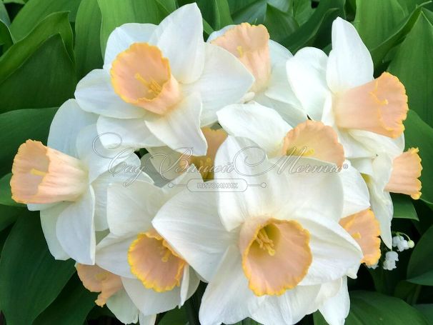 Нарцисс Саломи (Narcissus Salome) — фото 4