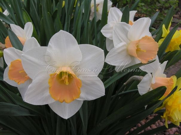 Нарцисс Саломи (Narcissus Salome) — фото 6