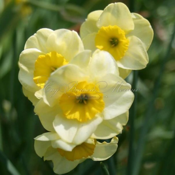 Нарцисс Сан Диск (Narcissus Sun Disc) — фото 3