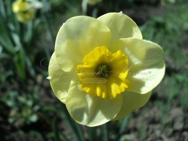 Нарцисс Сан Диск (Narcissus Sun Disc) — фото 5