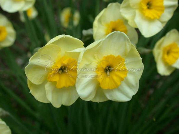 Нарцисс Сан Диск (Narcissus Sun Disc) — фото 6