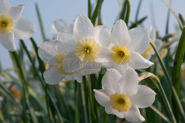 Нарцисс Сеговиа (Narcissus Segovia) — фото 3