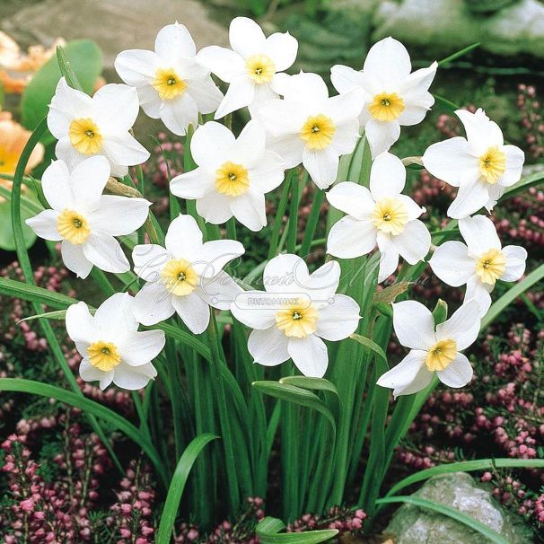 Нарцисс Сеговиа (Narcissus Segovia) — фото 4