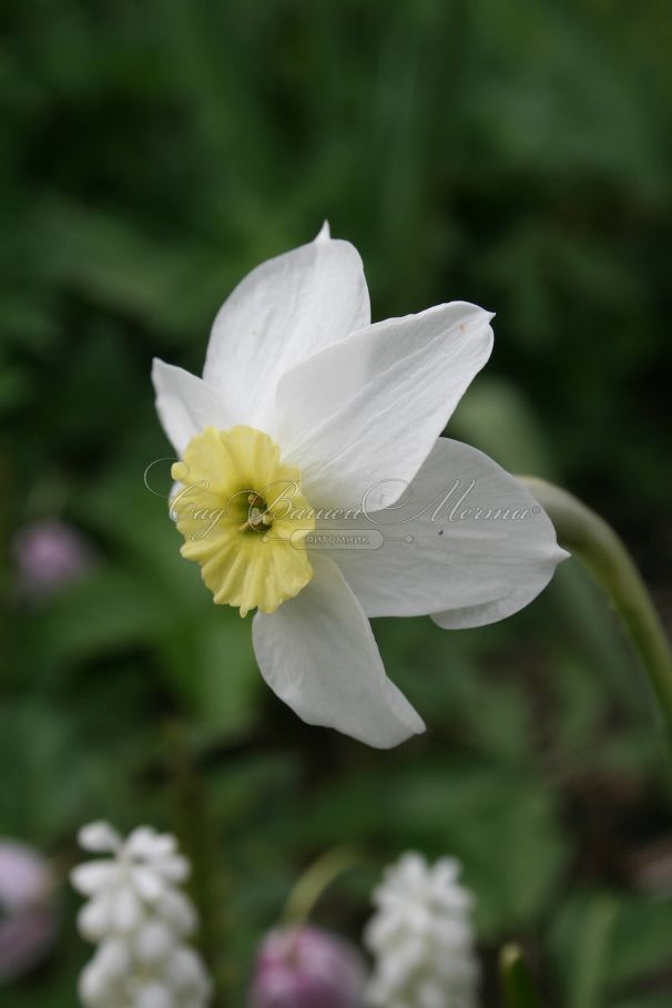 Нарцисс Сеговиа (Narcissus Segovia) — фото 5