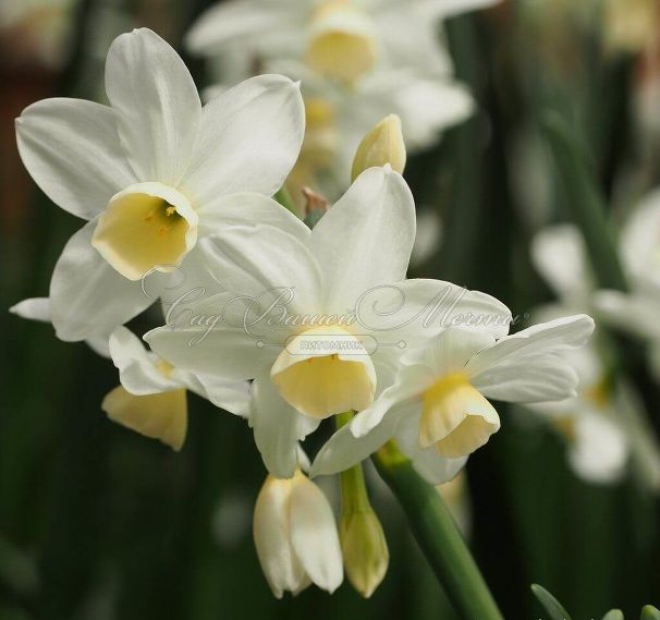 Нарцисс Силвер Чаймс (Narcissus Silver Chimes) — фото 3