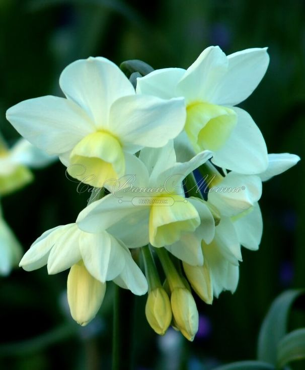Нарцисс Силвер Чаймс (Narcissus Silver Chimes) — фото 4