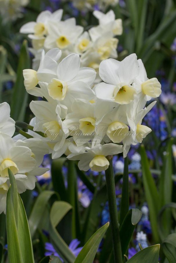 Нарцисс Силвер Чаймс (Narcissus Silver Chimes) — фото 5