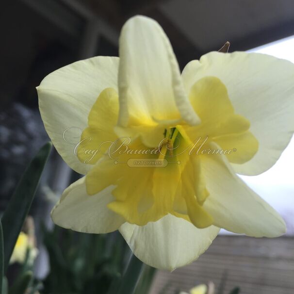 Нарцисс Смайлинг Твин (Narcissus Smiling Twin) — фото 2