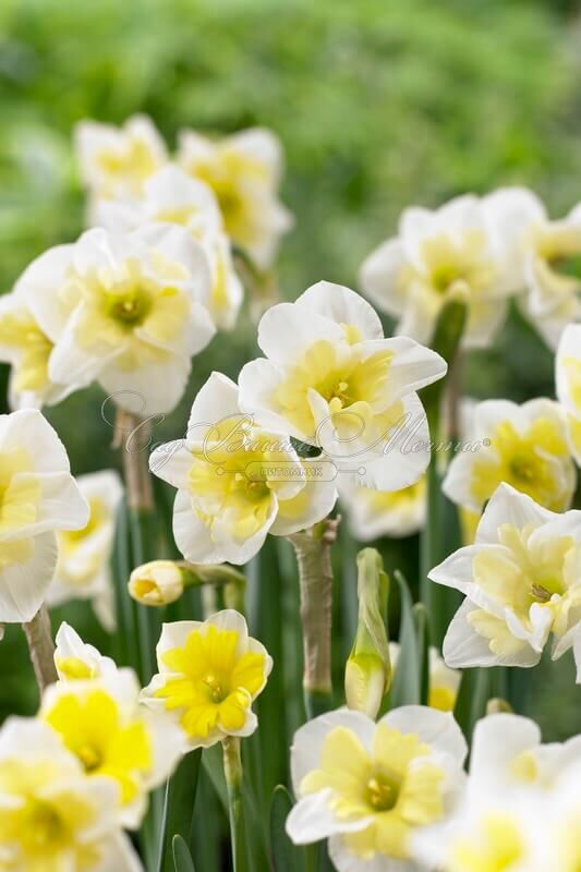 Нарцисс Смайлинг Твин (Narcissus Smiling Twin) — фото 3