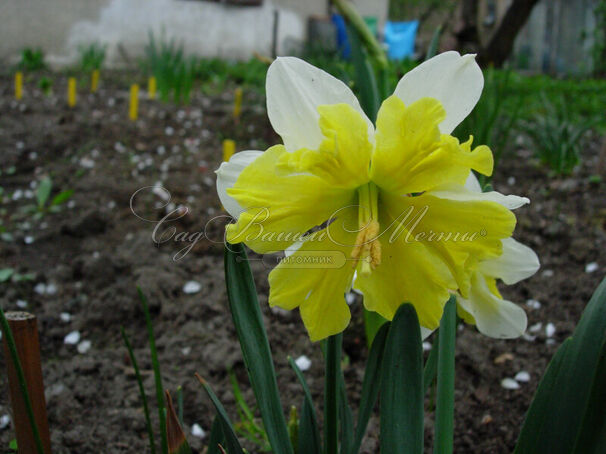 Нарцисс Смайлинг Твин (Narcissus Smiling Twin) — фото 4