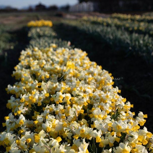 Нарцисс Сприн Саншайн (Narcissus Spring Sunshine) — фото 2