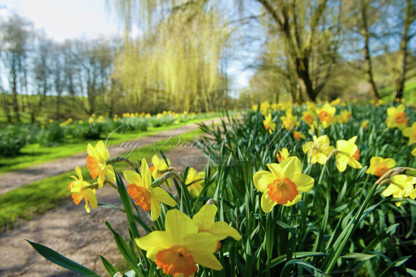 Нарцисс Сприн Саншайн (Narcissus Spring Sunshine) — фото 4