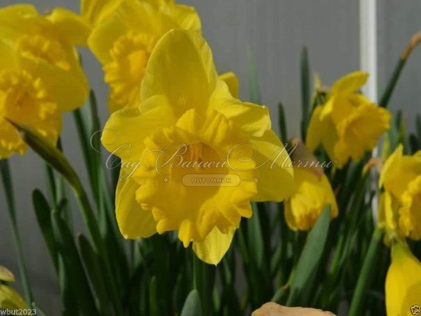 Нарцисс Стандарт Вэлью (Narcissus Standard Value) — фото 3