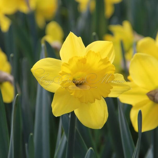 Нарцисс Стандарт Вэлью (Narcissus Standard Value) — фото 4