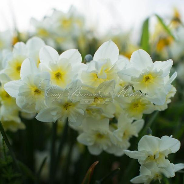 Нарцисс Сэйлбоут (Narcissus Sailboat) — фото 2