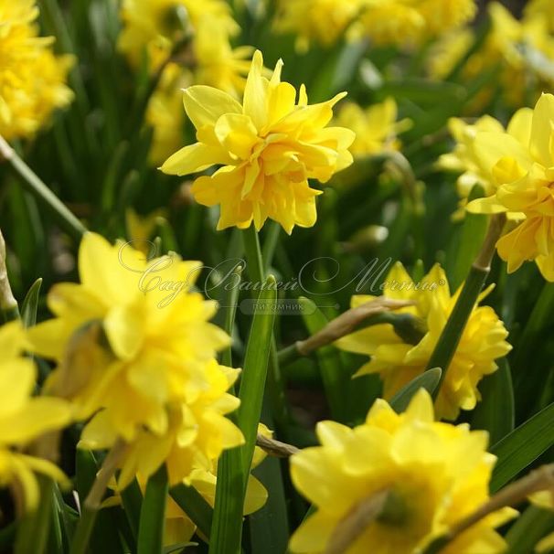 Нарцисс Тет Букле (Narcissus Tete Boucle) — фото 4