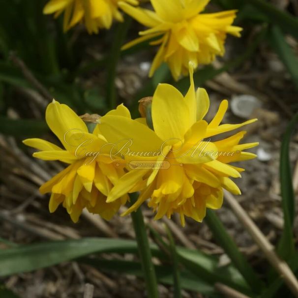 Нарцисс Тет Букле (Narcissus Tete Boucle) — фото 5