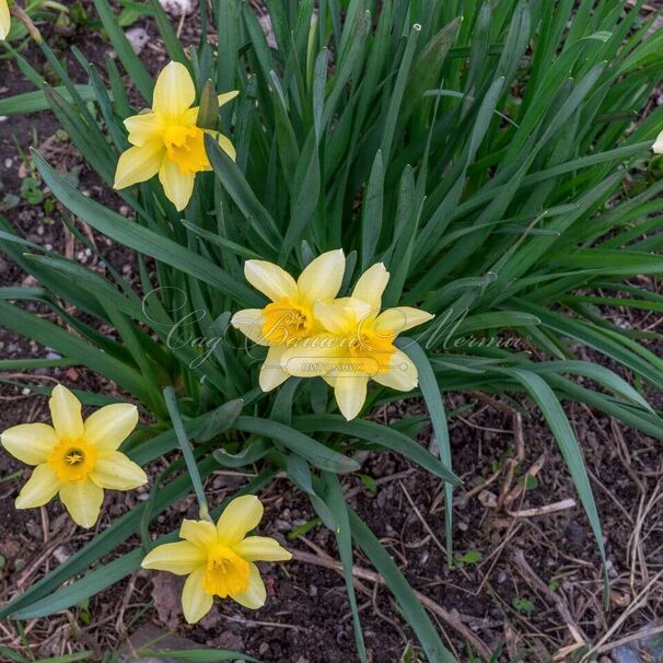 Нарцисс Тет-а-Тет (Narcissus Tete-a-Tete) — фото 3
