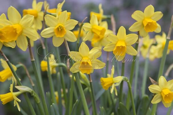 Нарцисс Тет-а-Тет (Narcissus Tete-a-Tete) — фото 4