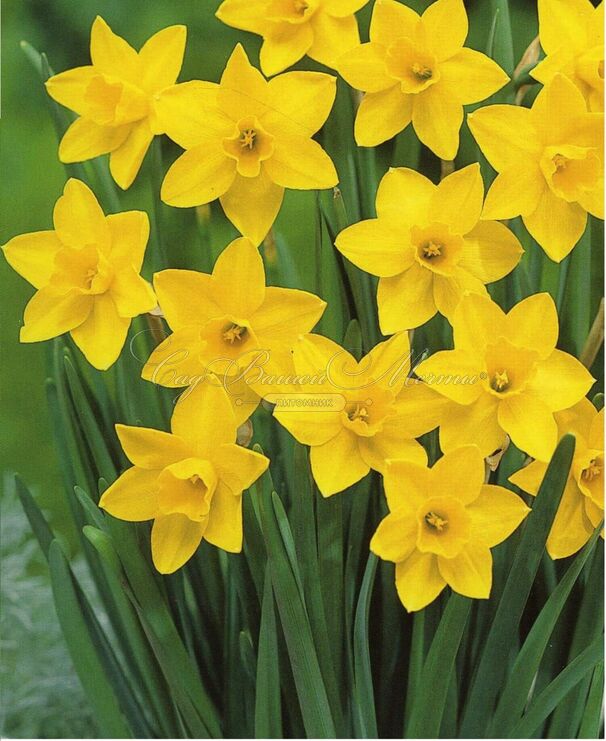 Нарцисс Тет-а-Тет (Narcissus Tete-a-Tete) — фото 5