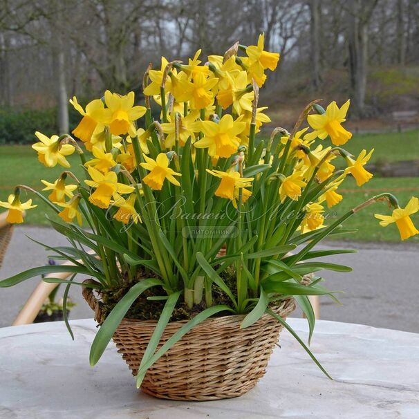 Нарцисс Тет-а-Тет (Narcissus Tete-a-Tete) — фото 6