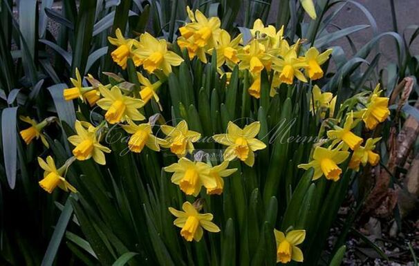 Нарцисс Тет-а-Тет (Narcissus Tete-a-Tete) — фото 7