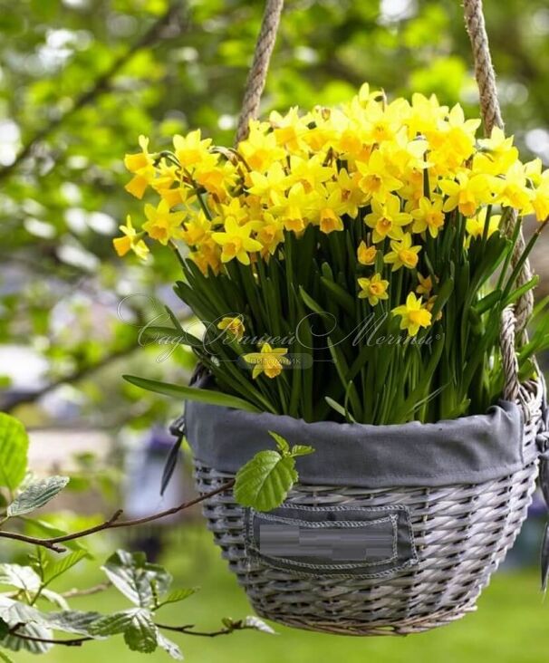 Нарцисс Тет-а-Тет (Narcissus Tete-a-Tete) — фото 8
