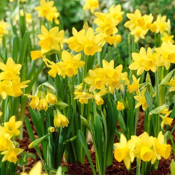 Нарцисс Тет-а-Тет (Narcissus Tete-a-Tete) — фото 9