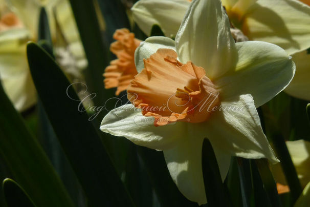 Нарцисс Тиклед Пинкин (Narcissus Tickled Pinkeen) — фото 3