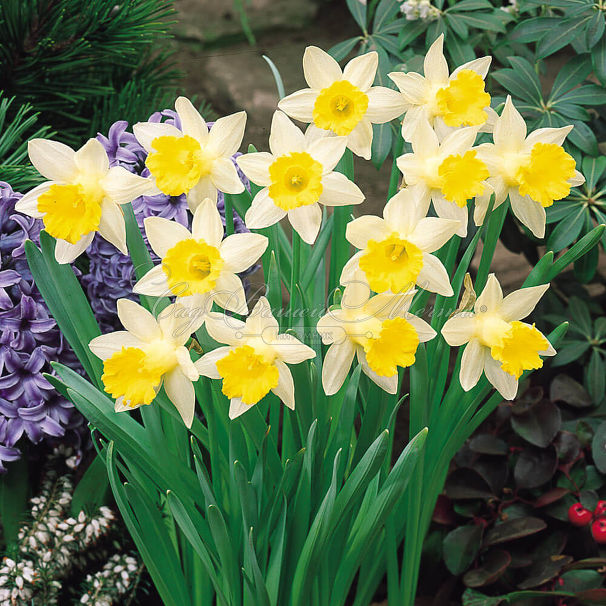 Нарцисс Тополино (Narcissus Topolino) — фото 3