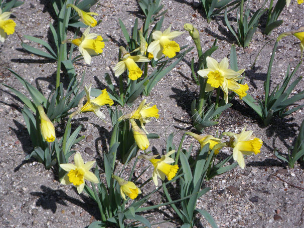 Нарцисс Тополино (Narcissus Topolino) — фото 6
