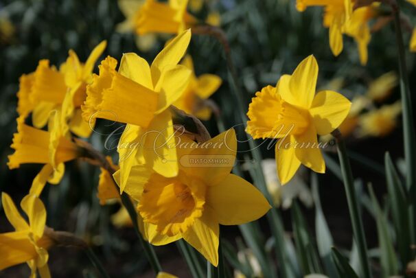 Нарцисс Трампэт Йеллоу (Narcissus Trumpet Yellow) — фото 2