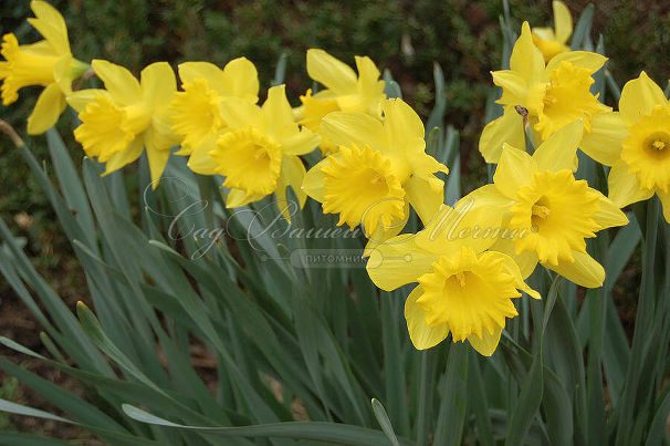 Нарцисс Трампэт Йеллоу (Narcissus Trumpet Yellow) — фото 4