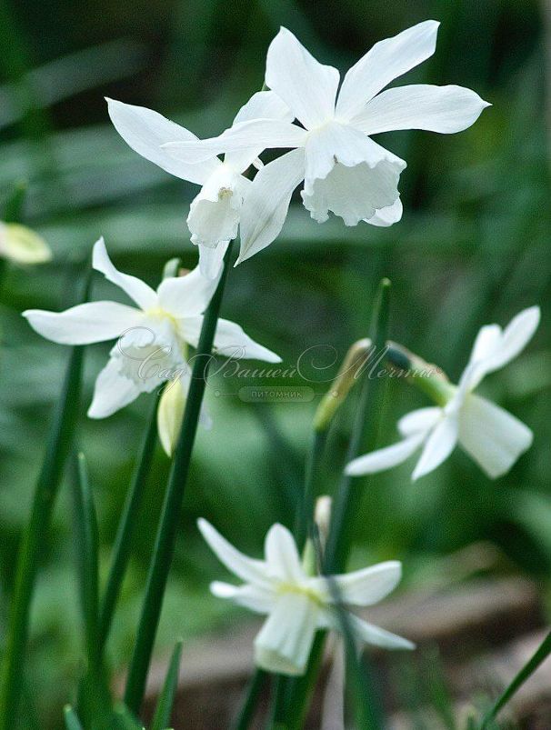 Нарцисс Тресембл (Narcissus Tresamble) — фото 2