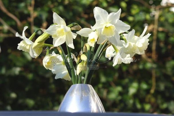 Нарцисс Тресембл (Narcissus Tresamble) — фото 3