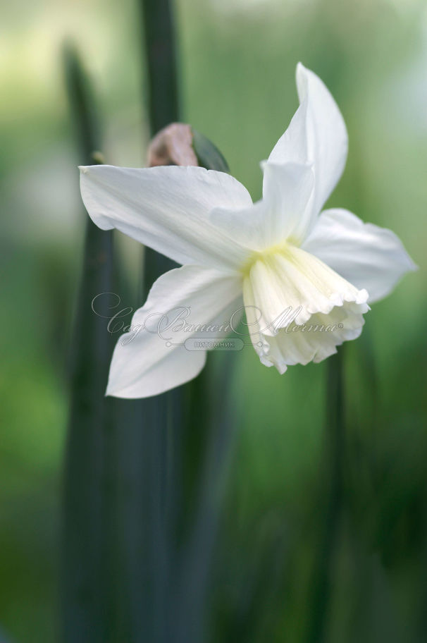 Нарцисс Тресембл (Narcissus Tresamble) — фото 4