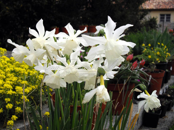 Нарцисс трёхтычинковый Талия (Narcissus triandrus Thalia) — фото 2