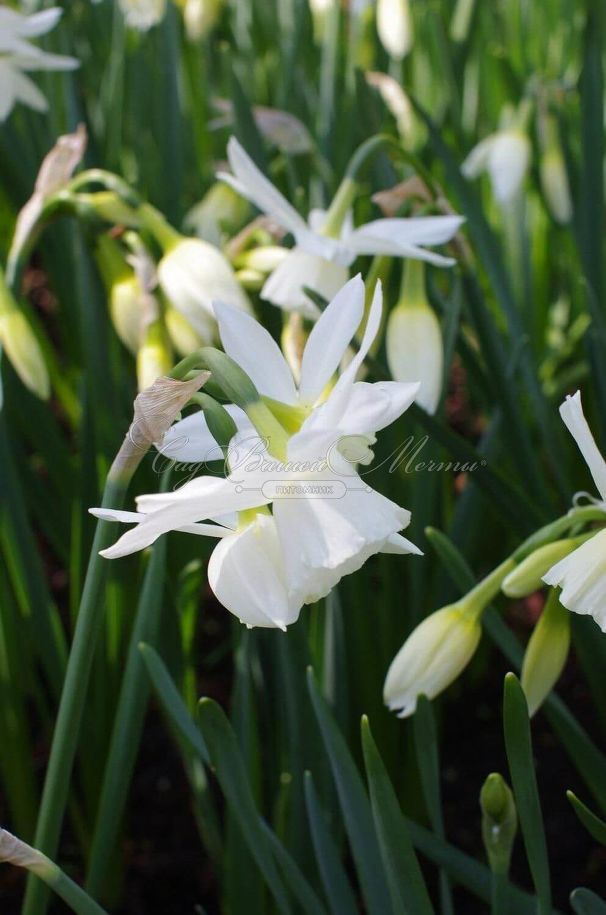Нарцисс трёхтычинковый Талия (Narcissus triandrus Thalia) — фото 3