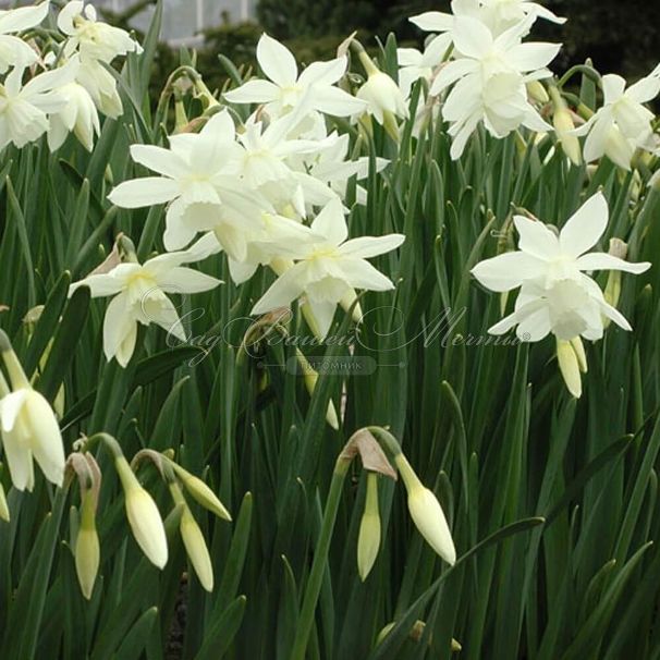 Нарцисс трёхтычинковый Талия (Narcissus triandrus Thalia) — фото 4