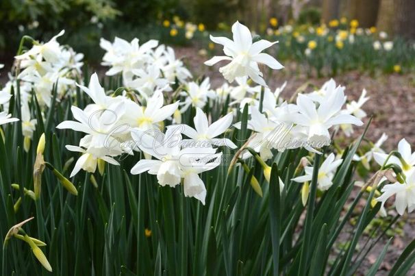 Нарцисс трёхтычинковый Талия (Narcissus triandrus Thalia) — фото 5