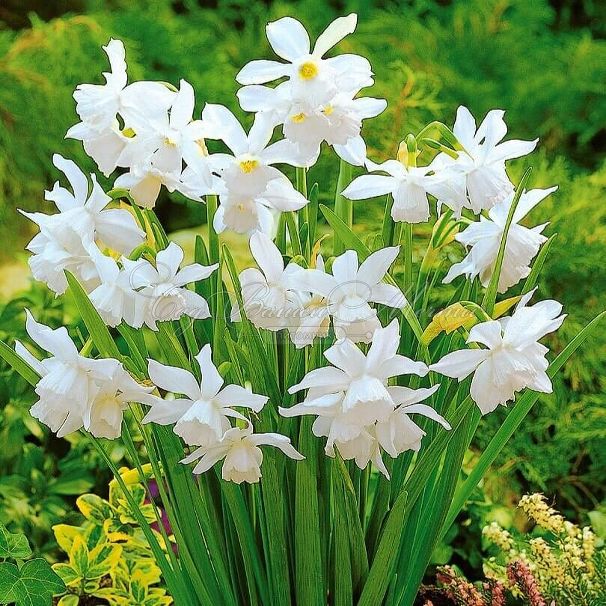 Нарцисс трёхтычинковый Талия (Narcissus triandrus Thalia) — фото 6