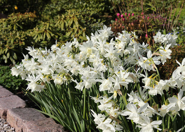 Нарцисс трёхтычинковый Талия (Narcissus triandrus Thalia) — фото 7