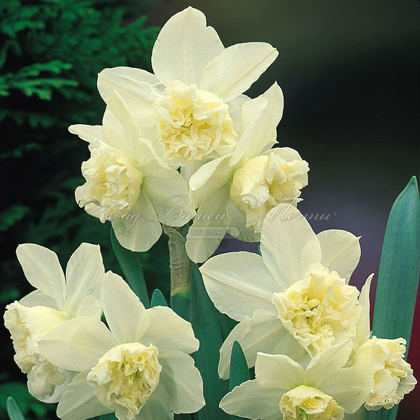 Нарцисс Уайт Марвел (Narcissus White Marvel) — фото 3