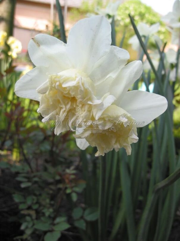 Нарцисс Уайт Марвел (Narcissus White Marvel) — фото 4