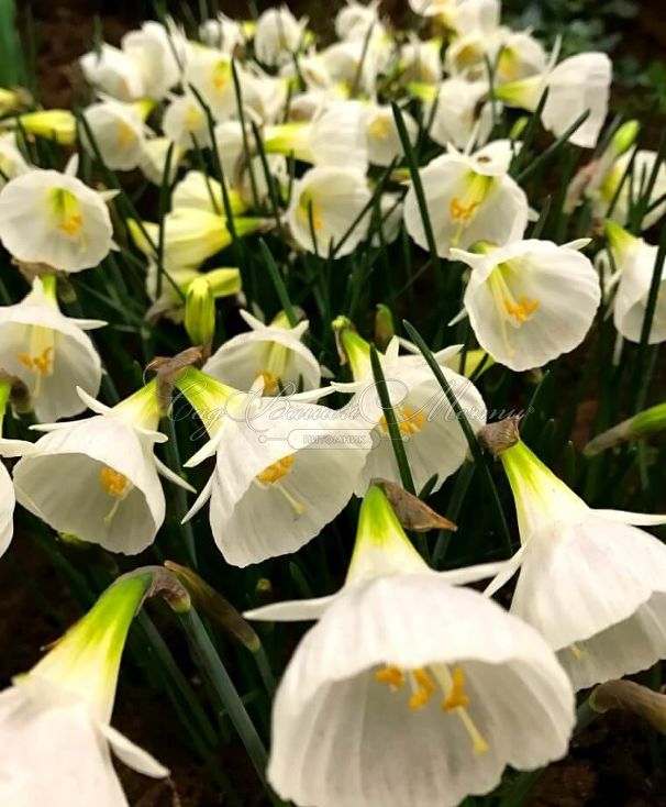 Нарцисс Уайт Петтикоат (Narcissus White Petticoat) — фото 2